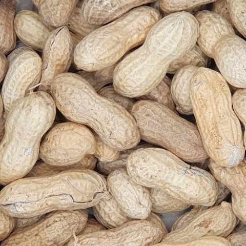 Versele Erdnüsse in der Schale 11,3 kg