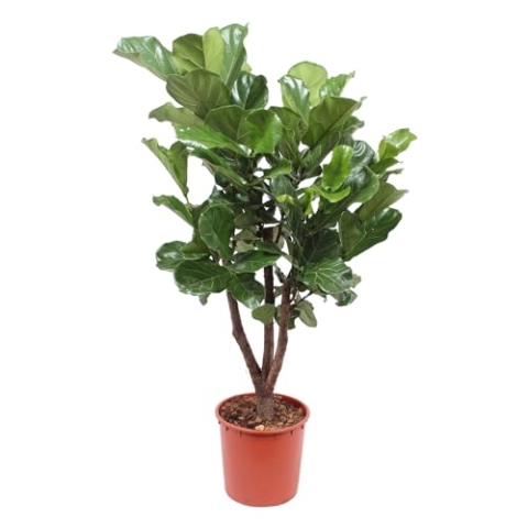 Trendyplants - Ficus Lyrata verzweigt - Tabakpflanze - Zimmerpflanze - Höhe 170-190 cm - Topfgröße Ø30cm