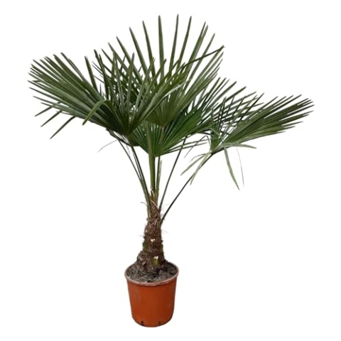 Trendyplants - Trachycarpus Fortuneii - Chinesische Fächerpalme - Höhe 110-130 cm - Winterhart - Gartenpflanze - Topfgröße Ø21cm