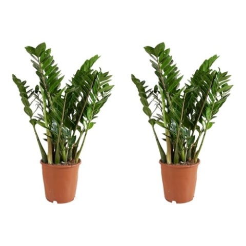 Bloomique - 2er Set - Zamioculcas Zamiifolia - Glücksfeder - Zimmerpflanzen Groß - Sehr Pflegeleicht - Luftreinigend - Höhe 80-90 cm - Topf 21 cm