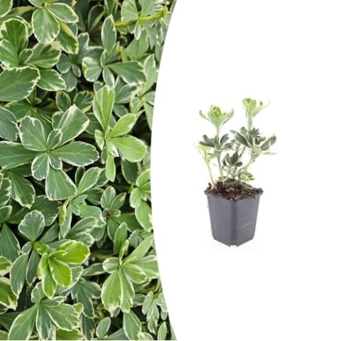 Pachysandra terminalis 'Variegata' | 40 Stücke - 10-25cm - Ø9cm - Gartenpflanze