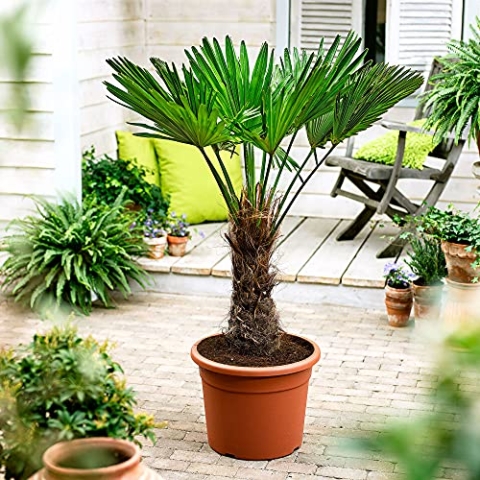 Trachycarpus fortunei | Chinesische Hanfpalme | Höhe 130-140 cm | Topf-Ø 27 cm