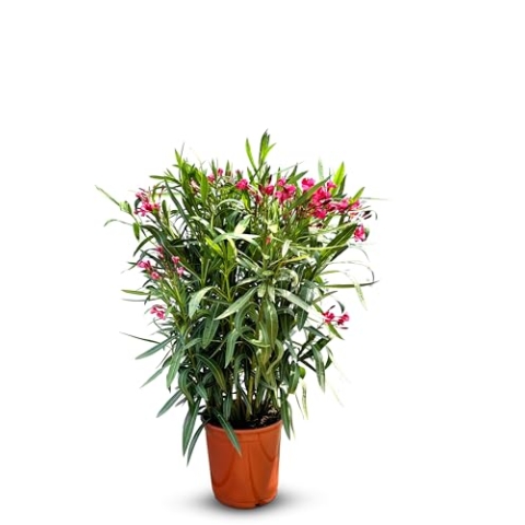 Sunny Tree Oleander - farbe Rot - 80/100 cm - Nerium Oleander Pflanze für draußen - Immergrün im Winter - Mediterrane Pflanze