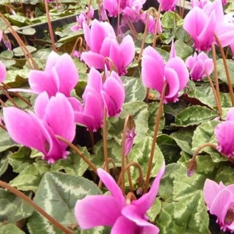 6x Herbst-Alpenveilchen - Cyclamen hederifolium ‘Rose Pearls’ - Topf 9x9cm