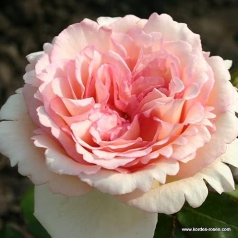 2x Rose 'Souvenir de Baden-Baden'® - Kordes Eleganza® roos - Plant-o-fix -Topf