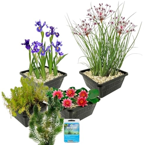 vdvelde.com - Wasserpflanzen Paket Rot - 19er Set Wasserpflanzen, Winterhart - Für Kleine Teiche 100-500 liter Wasser - Inklusive Teichkörbe, Teichpflanzenerde und Dünger