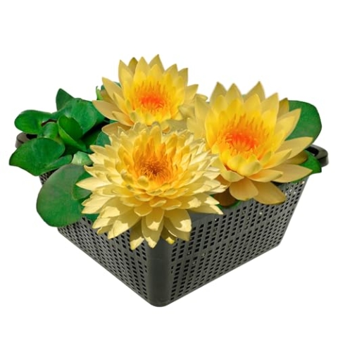 vdvelde.com - Winterharde Gele Waterlelie - Nymphaea Alexsea - • Grote waterlelie• Volgroeide hoogte: 10 cm• Plaatsing: -10 tot -80 cm