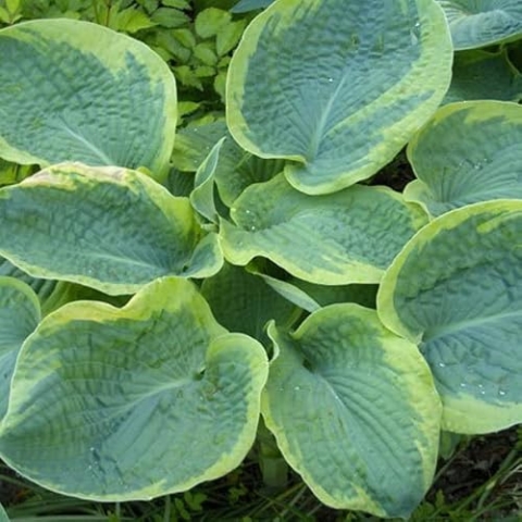 6 x Blaue Gelbrand Funkie - Hosta Sieboldiana 'Frances Williams': Blaue Blätter mit gelbem Rand.