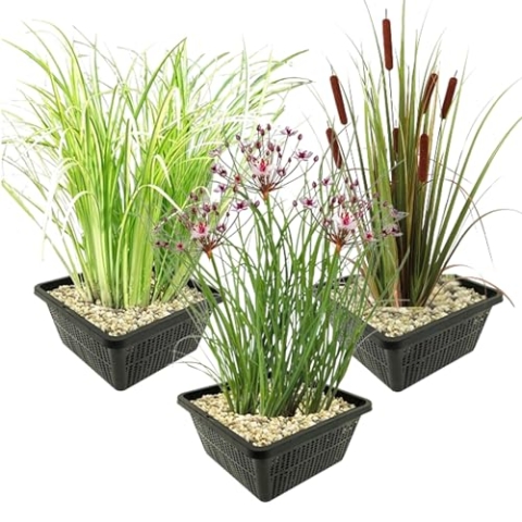 vdvelde.com - Inheemse Oeverplanten - 12 stuks - Zwanenbloem, Kalmoes, Lisdodde - • Combi set• 12 planten• Plaatsing: -1 tot -20 cm