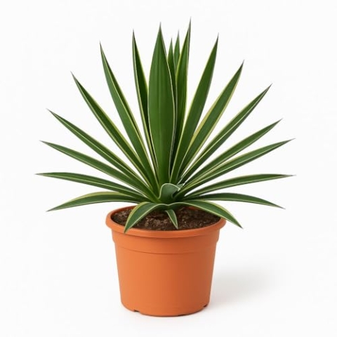 Trendyplants special - Yucca Gloriosa Variegata - Gartenpflanze - Höhe 40-60 cm - Topfgröße Ø24cm