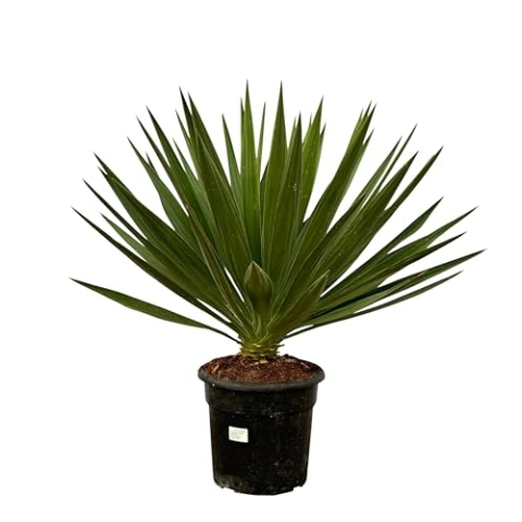 Trendyplants - Yucca Gloriosa - Gartenpflanze - Höhe 70-90 cm - Topfgröße Ø24cm
