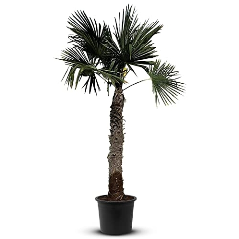 Tropictrees Trachycarpus Fortunei Hanfpalme winterschutz mit einer Stammhöhe von 140/160 cm | Höhe 260cm | Gelbe und grüne Blätter | Winterschutz Palme für drinnen und draußen