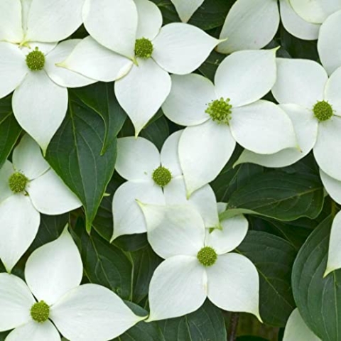 Japanischer Hartriegel 'China Girl' - Cornus kousa 'China Girl' - 50-60 cm Topf