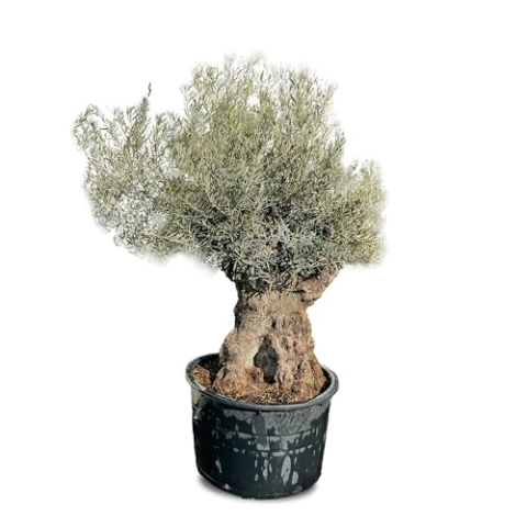 Tropictrees Bonsai Olivenbaum Winterhart für Draußen, 250 cm Höhe Bonsai Baum, Echt 160 Jahre alter Olea Europaea im Topf mit 120-140 cm altem knorrigem Stammumfang