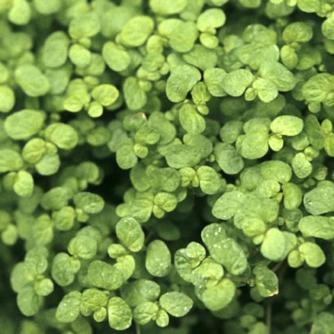 24 x Soleirolia Soleirolii - Soleirolia Soleirolii Topf 9x9cm, für 3m² : Eine charmante Zimmerpflanze für drinnen und draußen.