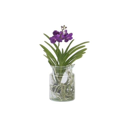 Plant in a Box - Vanda 'Bose' in Vase - Orchidee - Blau - Höhe 45cm