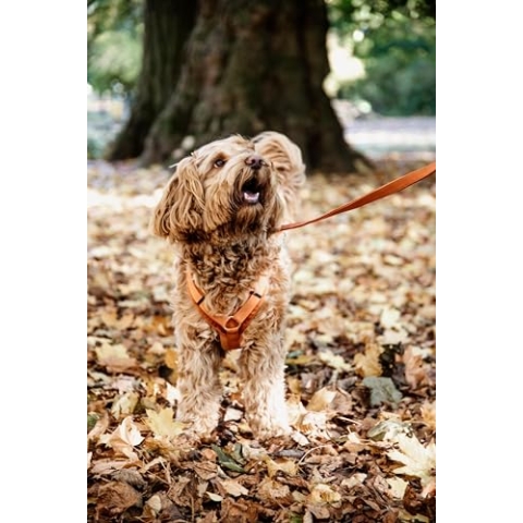 Kentucky Hundegeschirr - Velvet Orange - XS - 22-36cm