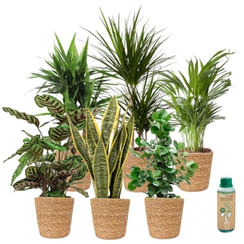 vdvelde.com - Urban Jungle Planten Zeegras - 6 stuks - • 6 sterke kamerplanten in zeegras pot• Ø 12 cm ↥ ca. 40 cm• Incl. plantenvoeding