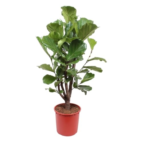 Trendyplants - Ficus Lyrata verzweigt - Tabakpflanze - Zimmerpflanze - Höhe 140-160 cm - Topfgröße Ø24cm