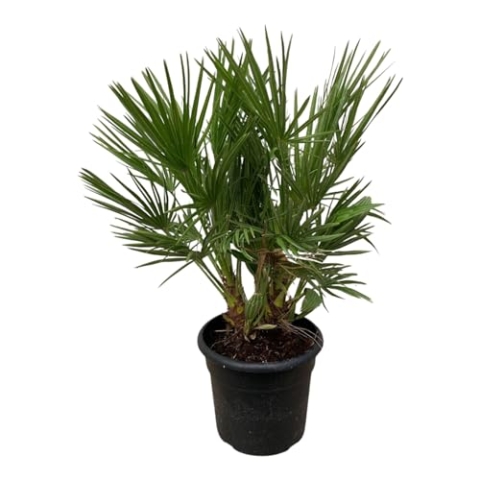 Trendyplants - Chamaerops Humilis Strauch - Höhe 90-110 cm - Europäische Zwergpalme - Winterhart - Gartenpflanze - Topfgröße Ø21cm