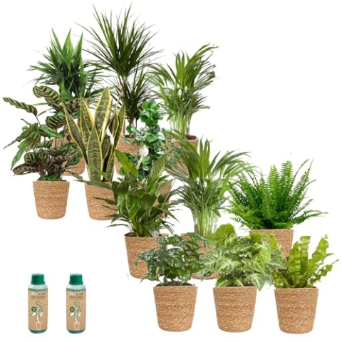 vdvelde.com - Kantoorplanten - Makkelijke en Luchtzuiverende Planten - Kantoorinrichting - Zeegras Pot - 12 stuks - Planten voor op Kantoor - • 12 planten in zeegras potten• Ø 12cm ↥ ca. 35 cm•