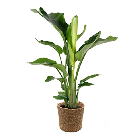 Strelitzie 'Nicolai' inkl. Seegraskorb - Paradiesvogelpflanze - ⌀19 cm - 80-90 cm