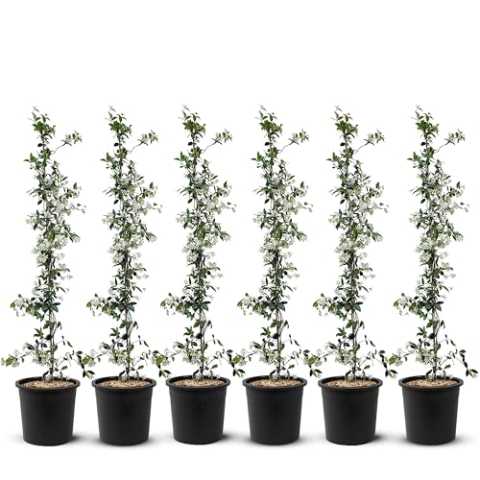 Jasmin - Toskanischen Jasmin - Trachelospermum Jasminoides 160 cm A+ ware (6pcs)