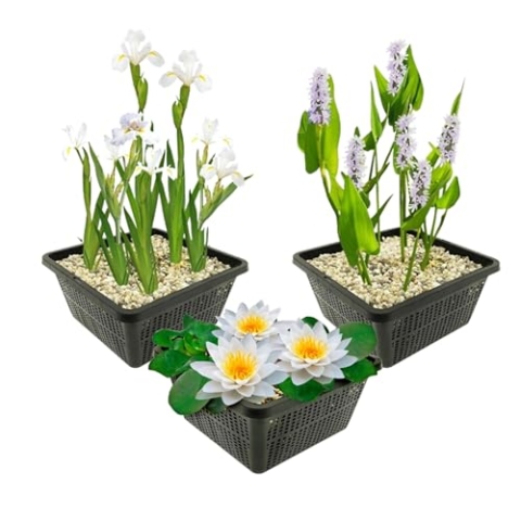 vdvelde.com - Teichpflanzen Set - Weiße Wasserpflanzen - Kombi Set - 9 pflanzen - Platzierung: -1 bis -40 cm