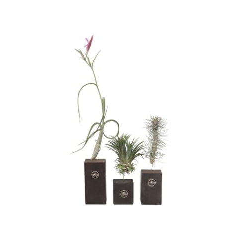 Plant in a Box - Tillandsien 'Verbranntes Holz Trio' - 3er Mix luftpflanzen Echt - Dekorativ Verbranntes Holz - Tillandsia - Höhe 30-35cm