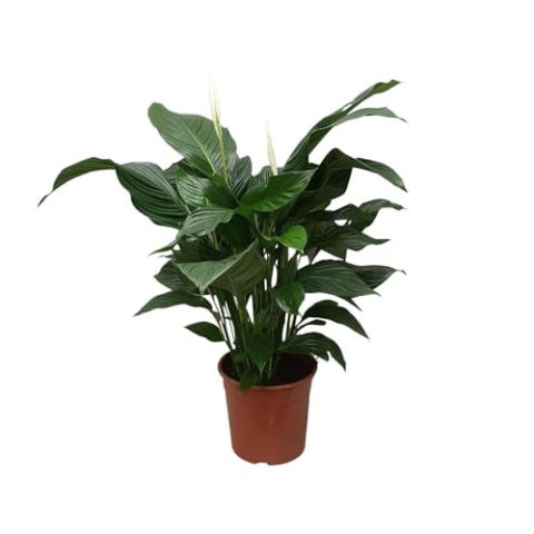 Spathiphyllum Sweet Silvana - 70-80cm - Ø24cm - Zimmerpflanze - Blühende Zimmerpflanze