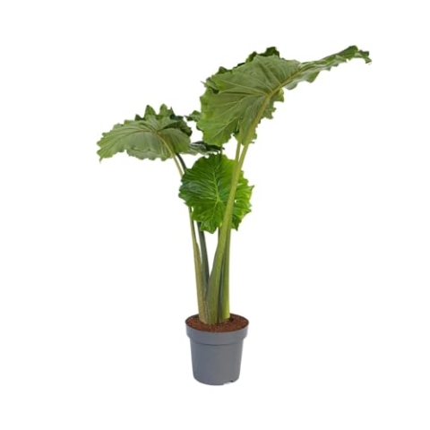Plant in a Box - Alocasia 'Portodora' - XXL Zimmerpflanze - Topf 32cm - Höhe 110-120cm