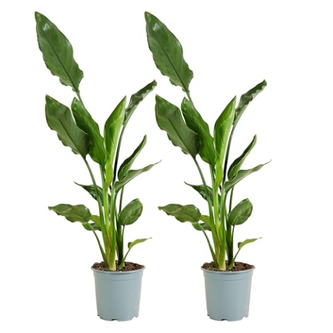 Bloomique - 2er-Set - Strelitzia Reginae - Paradiesvogelpflanze - Paradiesvogelblume - Zimmerpflanzen - Luftreinigend - Pflegeleicht - Höhe 60-80 cm - Topf 19 cm