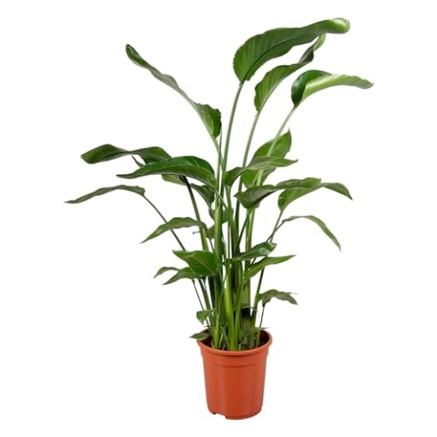 Trendyplants - Strelitzia Nicolai - Paradiesvogelblume - Zimmerpflanze - Höhe 110-130 cm - Topfgröße Ø17cm
