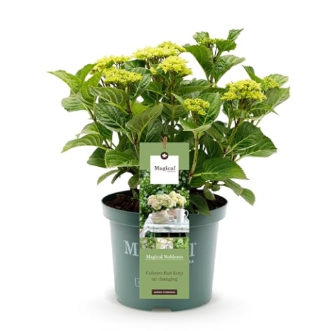 Green boutiQ - Balkonpflanze - Hortensie - Hydrangea Magical Nobless - Weiß - 6-10 Blumen - 2 Pflanzen - Topf 23cm Höhe 55cm
