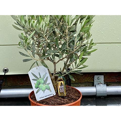 Tropictrees - Olivenbaum - Bush auf stamm - 40 cm - Olea Europea A+