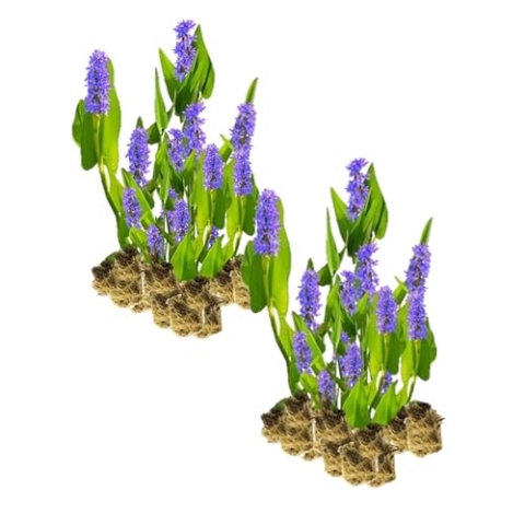 vdvelde.com - Hechtkraut Pontederia Cordata - Für ca. 2,5 m² - 30 lose Filterpflanzen - Für Teichpflanzenfilter - Winterharte Teichpflanzen - Van der Velde Wasserpflanzen