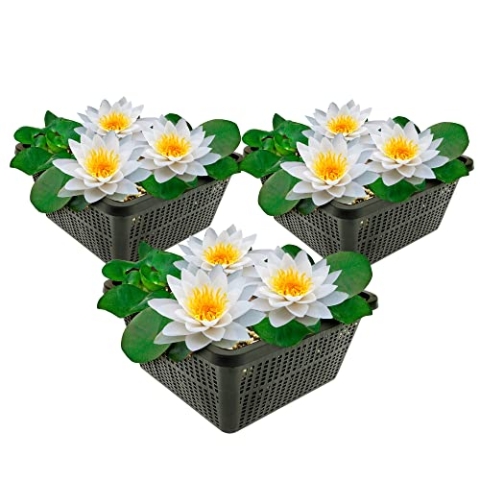 vdvelde.com - Witte Waterlelie - 3 stuks - Nymphaea Alba - • Combi set• 3 planten• Plaatsing: -10 tot -100 cm