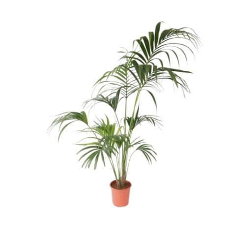 Plant in a Box - Howea forsteriana - Kentia Farn-Palme - Zimmerpflanze - Immergrün - Topf 24cm - Höhe 150-170cm