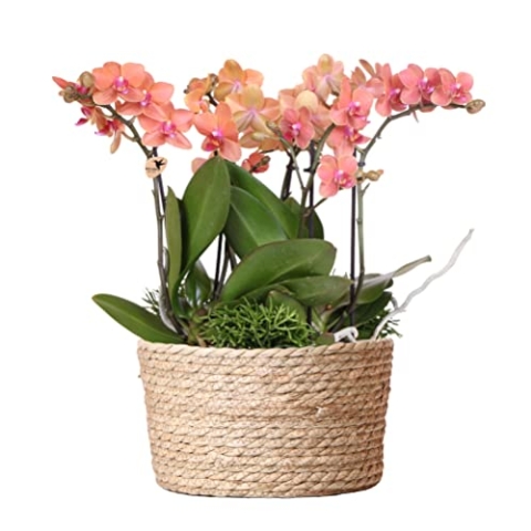 Kolibri Orchids | orangefarbenes Pflanzenset im Schilfkorb inkl. Wassertank | drei orangefarbene Orchideen Bozen 9cm und drei Grünpflanzen Rhipsalis | Dschungelstrauß orange mit autarkem Wassertank