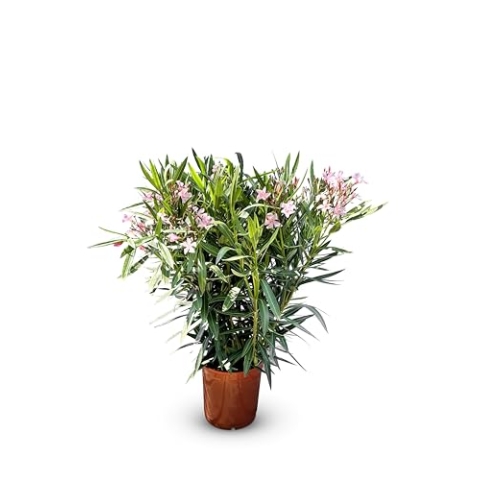 Sunny Tree Oleander - farbe Rosa - 80/100 cm - Nerium Oleander Pflanze für draußen - Immergrün im Winter - Mediterrane Pflanze