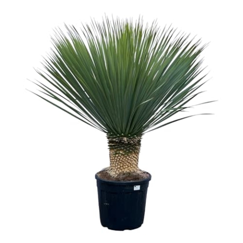 Trendyplants - Yucca Rostrata - Blau gebackene Yucca - Winterhart - Höhe 90-110 cm - Topfgröße Ø38cm