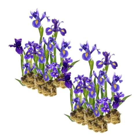 vdvelde.com - Wasserschwertlilie Blaue Iris Kaempferi - Für ca. 2,5 m² - 30 lose Filterpflanzen - Für Teichpflanzenfilter - Winterharte Teichpflanzen - Van der Velde Wasserpflanzen