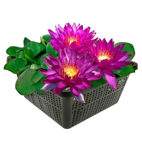 vdvelde.com - Winterharde Donkerpaarse Waterlelie - Nymphaea Cornancy - • Grote waterlelie• Volgroeide hoogte: 10 cm• Plaatsing: -30 tot -60 cm