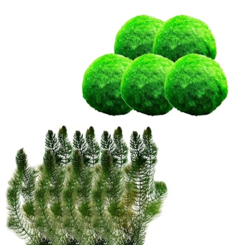 vdvelde.com - Losse Zuurstofplanten Set - S - 100 – 400 L - • Zuurstofplant voor 100 – 400 L• Volgroeide hoogte: 80 cm• Plaatsing: los in het water