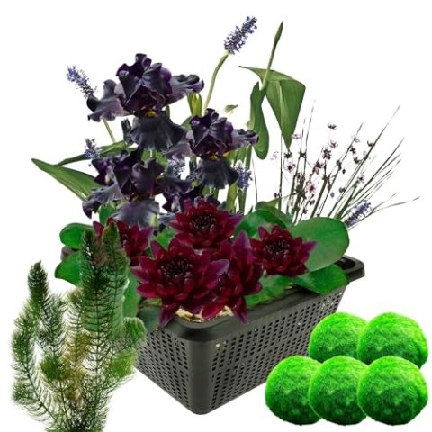 vdvelde.com - Mini vijverset - Zwart + Zuurstofplanten tegen Algen - • Combi set• 4 planten• Plaatsing: -10 tot -20 cm
