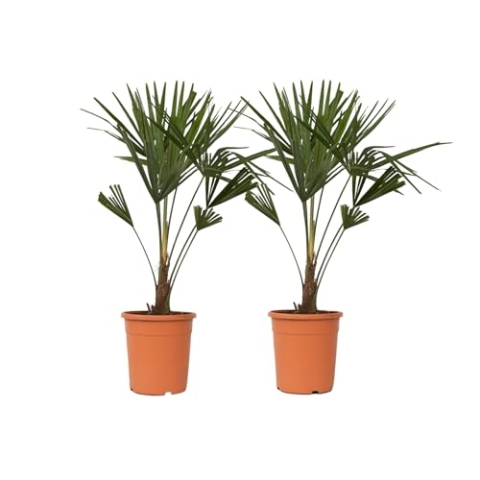 Plant in a Box - Trachycarpus Fortunei - 2er Set - Asiatische Fächerpalme - Palme Winterhart für draußen - Gartenpflanze - Topf 21cm -Höhe 65-75cm