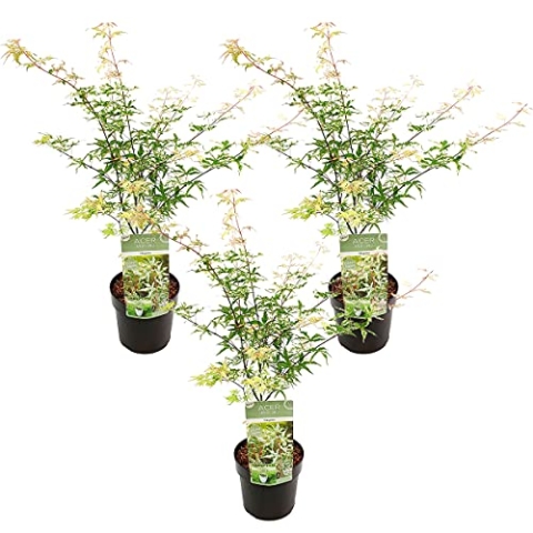3x Acer 'Ukigumo' – Japanischer Ahorn – Strauch – Pflegeleicht – ⌀13cm - 30-35cm