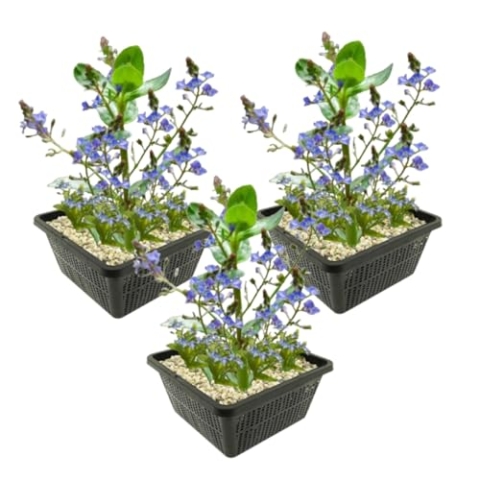 vdvelde.com - Beekpunge - Veronica Beccabunga - 12 stuks - • Filterende bodemkruiper• Volgroeide hoogte: tot 50 cm• Plaatsing: -1 tot -20 cm