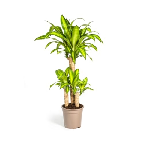 Dracaena Fragrans Massangeana - 90-110cm - Ø21cm - Zimmerpflanze - Immergrün