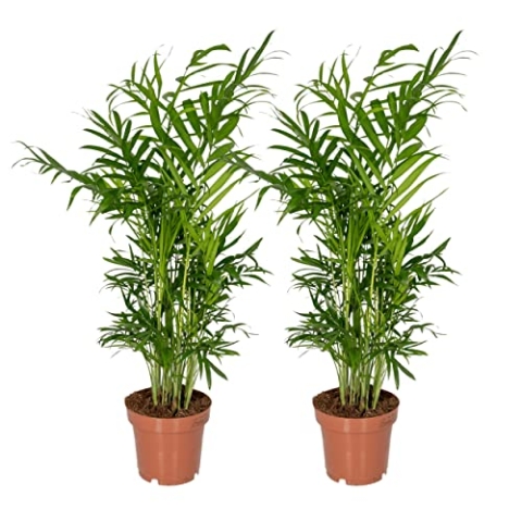 Chamaedorea Elegans - Mexicaanse Bergpalm | 2 Stücke - 30-40cm - Ø12cm - Zimmerpflanze - Immergrün - Multideal